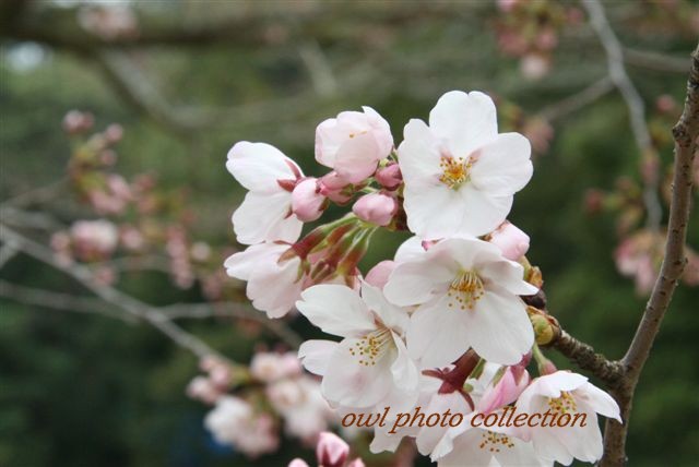 ＃２５０　４月４日　　後楽園の桜_e0048293_214213.jpg