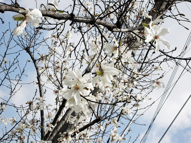 桜より美しい_a0052103_037468.jpg