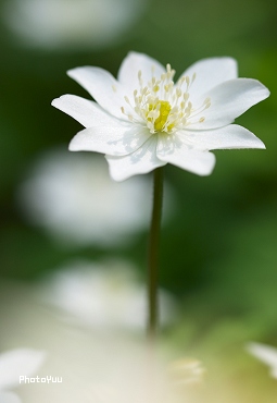 桜それぞれに・・。　_c0032203_15471749.jpg