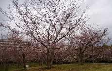 ４月５日　春の花便り_f0093921_21494499.jpg