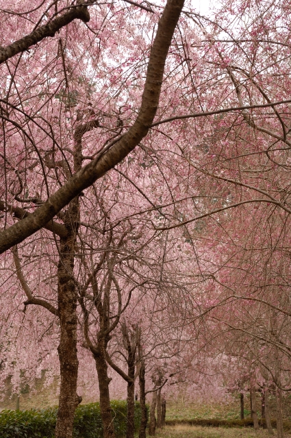 栗田美術館　しだれ桜_e0037126_23352523.jpg