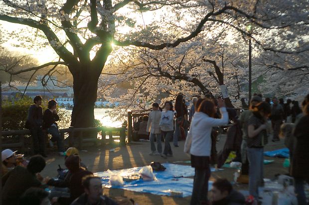 ゼミ観桜会(２)_f0073935_5494525.jpg