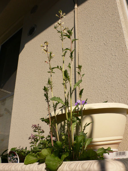 d0042049_2119847.jpg