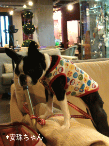b0035453_849434.gif