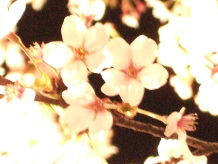 --- 夜桜♪_d0002555_09217.jpg