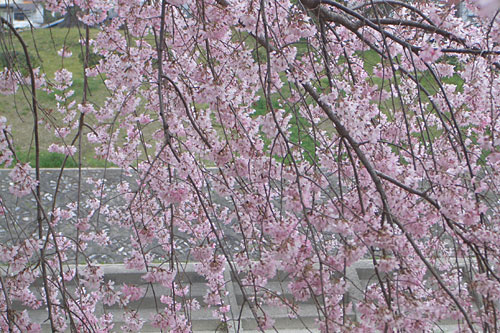 曇り空に桜～_f0104569_7122830.jpg