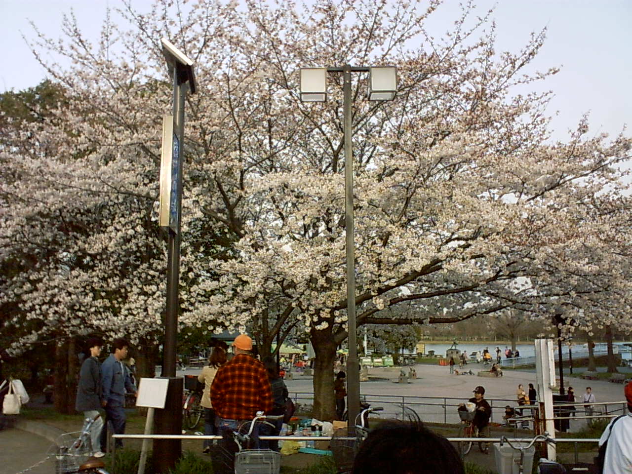 桜・桜_e0079385_23112376.jpg