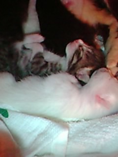 c0065287_0182542.jpg