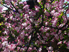 自由学園・明日館前の桜・・・見納め_b0014003_15121942.jpg