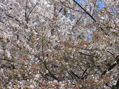 自由学園・明日館前の桜・・・見納め_b0014003_15123726.jpg