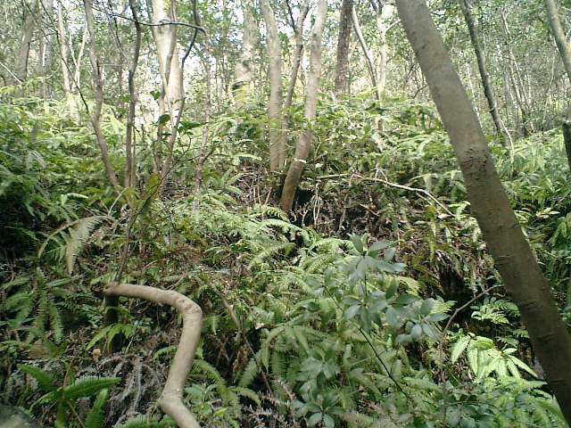 鹿島神社を散歩する_a0062810_12195335.jpg