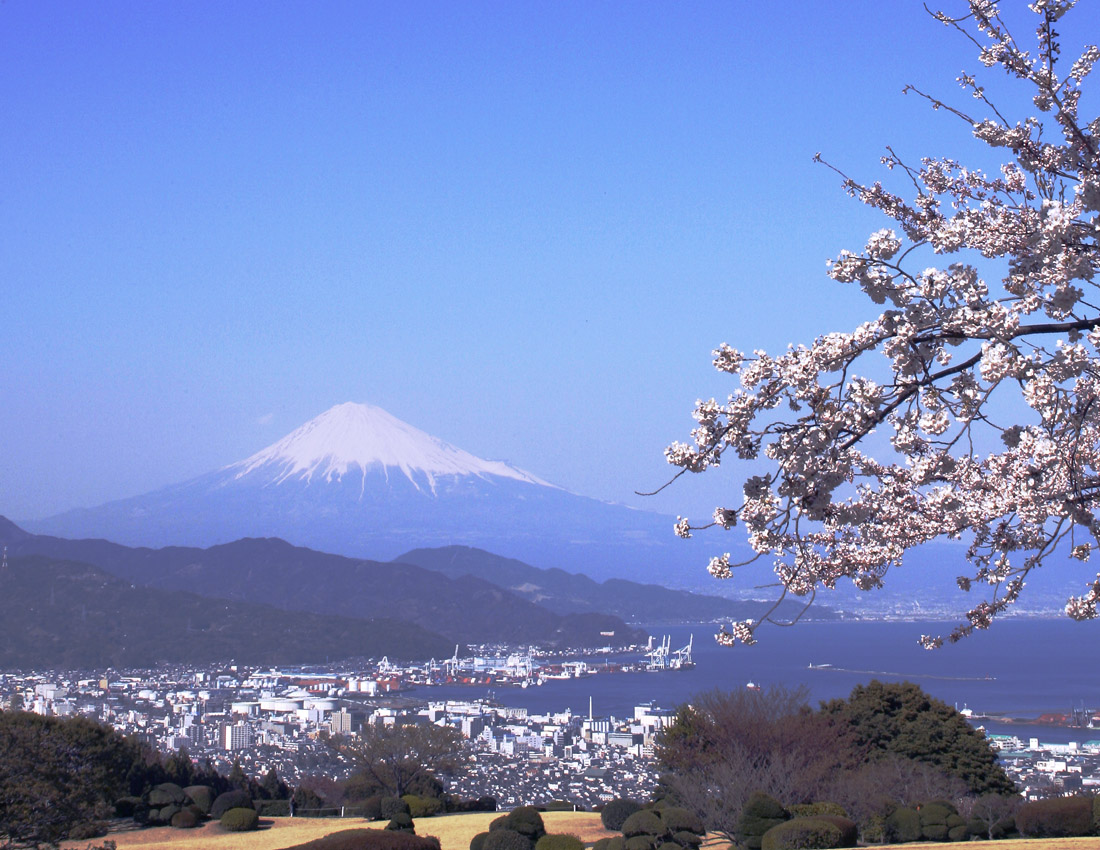 日本平の桜と富士_f0035323_993356.jpg