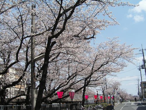 武庫之荘駅の桜_a0050838_14324065.jpg