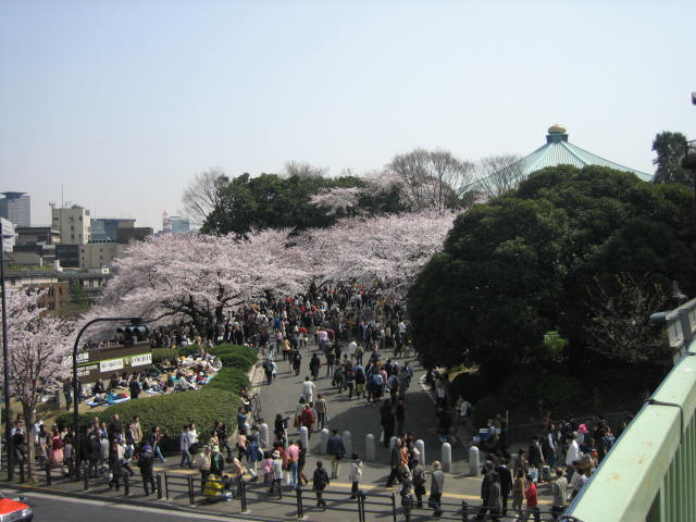桜だ桜♪_e0015539_942696.jpg