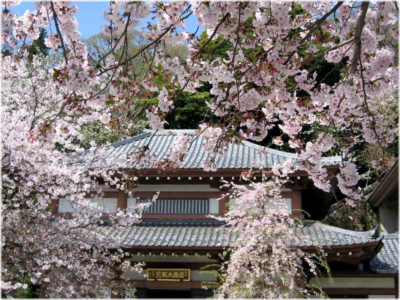 【桜に包まれた長谷寺の本堂】_b0009849_20445910.jpg