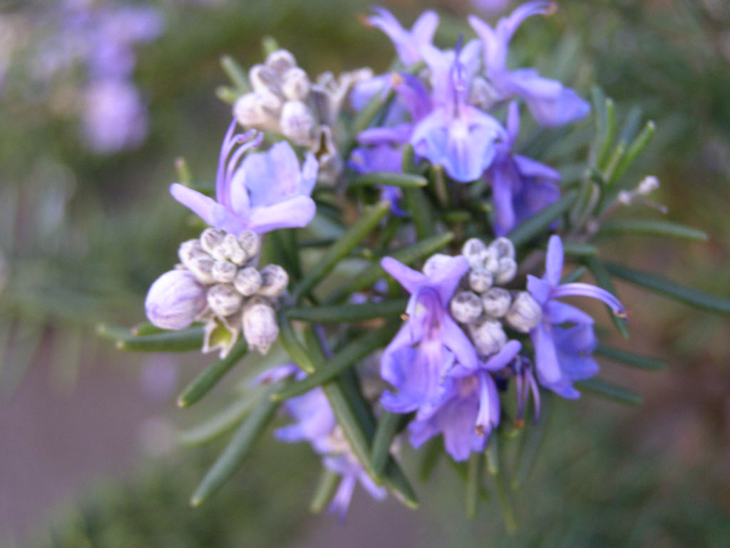e0064158_005797.jpg