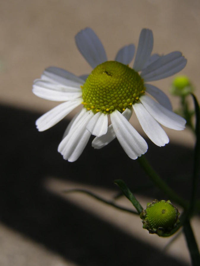 e0064158_014065.jpg