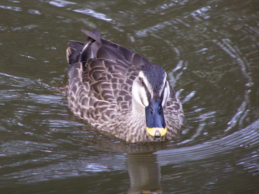e0064158_055193.jpg