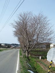 牧場の桜_e0063268_1555408.jpg