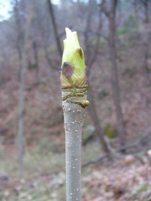 比較 ヌルデと山うるしとコシアブラ 自然農法的家庭菜園改め北海道 函館 暮らし