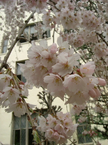 癒しの桜_b0055171_214533100.jpg