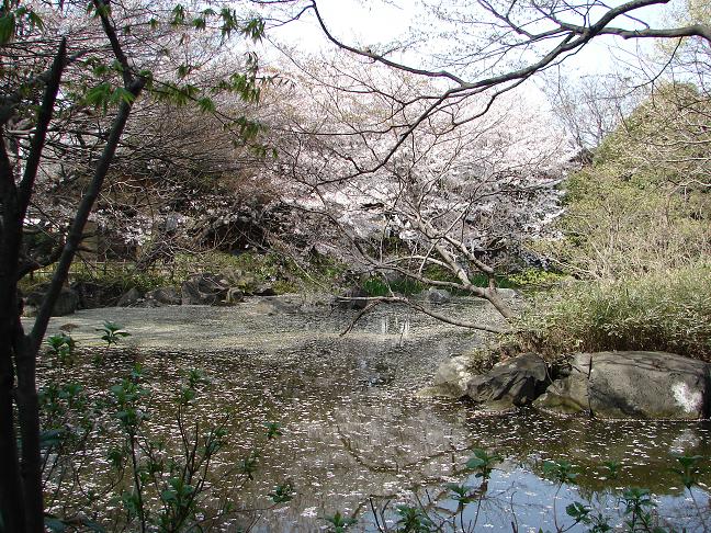 飛鳥山ウオーキング_e0055176_0223318.jpg