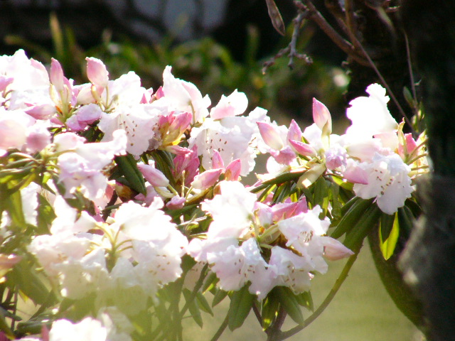 今朝の花～石楠花_e0086880_1044071.jpg