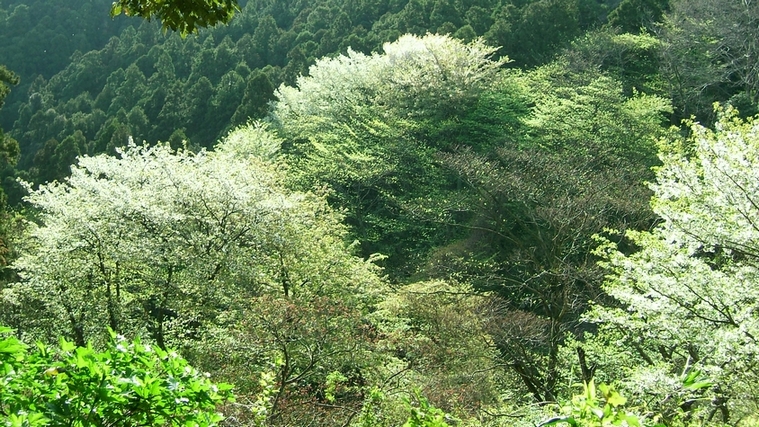 谷間の山桜_f0068788_9105285.jpg