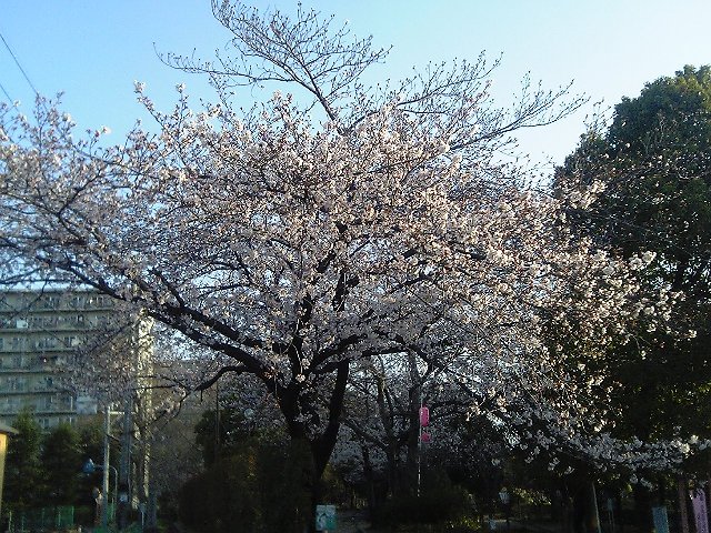 Cherry blossom_a0050593_22111842.jpg