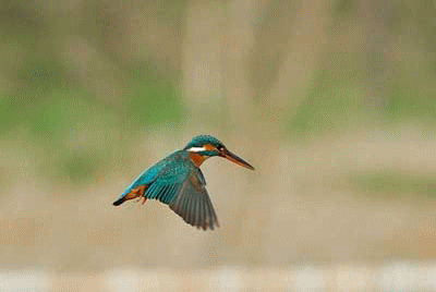 b0024798_1415082.gif