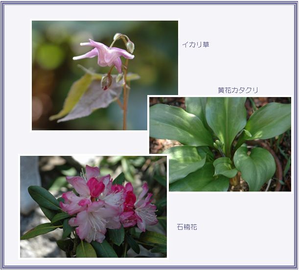 畑の花_c0051105_12465091.jpg