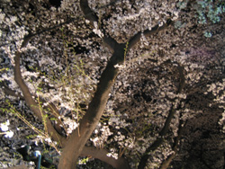 f0006509_20575051.jpg