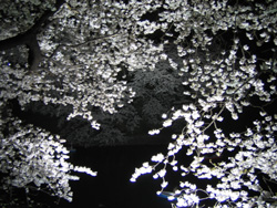 f0006509_2058739.jpg