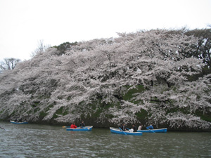 千鳥ヶ淵・昼編_f0006509_22274758.jpg