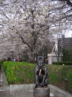 桜が散る前に_b0064121_2264592.jpg
