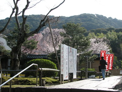 円山公園、祇園白川、高台寺見頃♪_f0054428_1431927.jpg