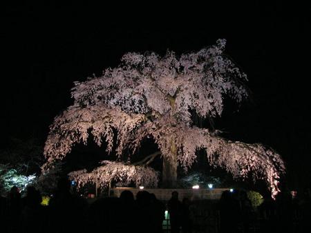 円山公園、祇園白川、高台寺見頃♪_f0054428_15134017.jpg