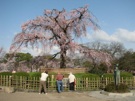 円山公園、祇園白川、高台寺見頃♪_f0054428_1582564.jpg