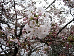 ４月７日の桜の開花状況_f0105342_10842.jpg