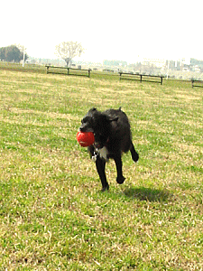 b0035453_1142934.gif