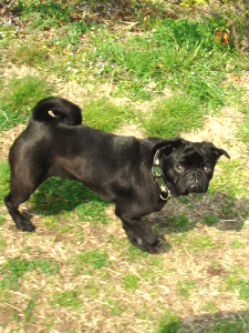 b0035453_1165290.gif