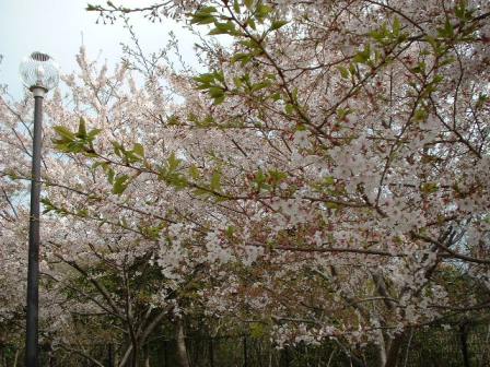 桜吹雪撮ったけど・・　　　２００６年４月７日（ＦＲＩ）_f0000557_2228223.jpg