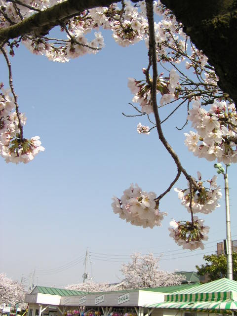 f0074659_2292662.jpg