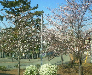 武庫川の堤防の桜_a0033962_838938.jpg