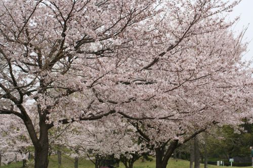 春日公園の桜_f0058277_9391153.jpg