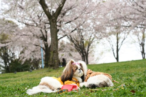 春日公園の桜_f0058277_9565865.jpg