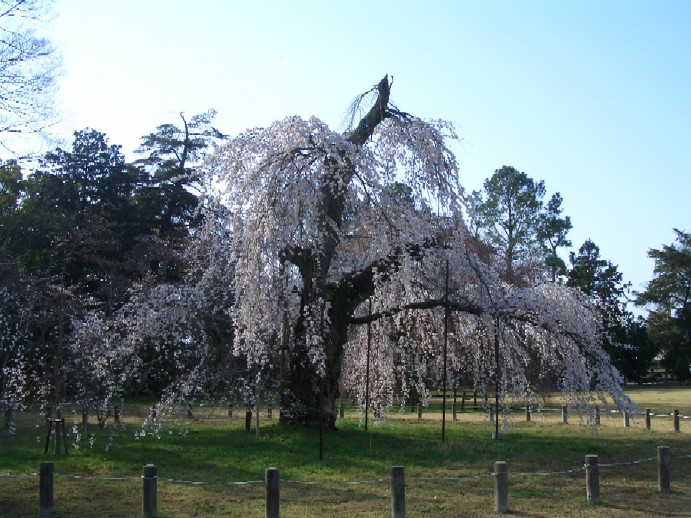 京桜洛風２　上賀茂神社　平野神社_e0065380_8143688.jpg