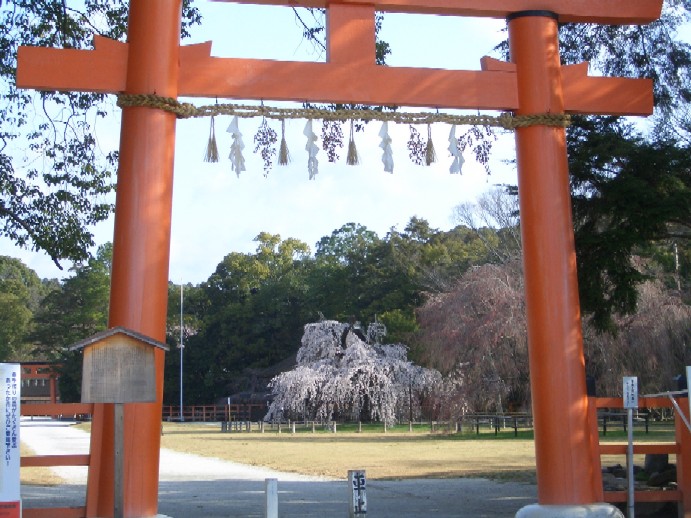 京桜洛風２　上賀茂神社　平野神社_e0065380_8191390.jpg