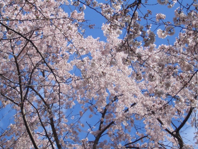 京桜洛風２　上賀茂神社　平野神社_e0065380_821190.jpg