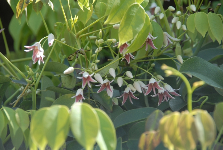 郁子（むべ）の花の盛り_d0056382_20591240.jpg